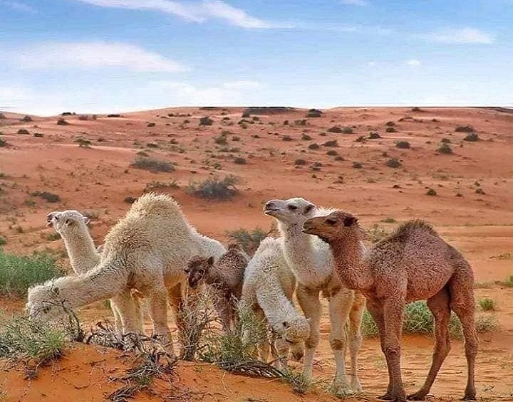 Vous rêvez de vivre une expérience authentique au cœur du Sahara tunisien ? Avec Navette Tunisie, plongez dans une aventure exceptionnelle qui vous transporte au-delà des horizons familiers. Bienvenue dans le monde mystique du Sahara du Sud Tunisien. Découvrir la Beauté Immaculée du Sahara Tunisien Le Sahara, souvent décrit comme un trésor naturel, déploie son majestueux paysage au sud de la Tunisie. Imaginez des dunes dorées s'étendant à perte de vue, capturant les nuances changeantes du soleil. Avec Navette Tunisie, nous vous offrons bien plus qu'un simple voyage ; nous vous invitons à une évasion sensorielle. Un Voyage Confortable avec Nos Navettes Dédiées La première étape de votre périple est aussi importante que la destination elle-même. Nos navettes dédiées vous assurent un voyage confortable et sans souci. Détendez-vous pendant que notre équipe expérimentée prend en charge tous les détails logistiques, vous permettant de vous concentrer sur l'essentiel : vivre l'instant présent. Guides Locaux Passionnés : Votre Connexion avec le Sahara Nos guides locaux sont des passionnés du Sahara, détenant une connaissance approfondie de la région. Ils ne sont pas seulement des accompagnateurs, mais aussi des conteurs qui donnent vie à l'histoire et à la culture du Sahara. Chaque dune, chaque oasis devient une page de votre propre récit saharien. Logement au Cœur du Sahara : Vivez l'Authenticité Votre expérience ne serait pas complète sans une immersion totale. Avec Navette Tunisie, vous avez la possibilité de séjourner dans des camps traditionnels au cœur du Sahara. Sous le ciel étoilé, le désert devient votre refuge, une expérience qui restera gravée dans votre mémoire. Cuisine du Sahara : Un Festin pour les Sens La gastronomie est un aspect essentiel de votre aventure. Nos repas, préparés avec des ingrédients locaux, vous offrent un avant-goût de la richesse culinaire de la région. Des saveurs authentiques qui vous transportent au cœur de la culture saharienne. Votre voyage avec Navette Tunisie et l'exploration du Sahara du Sud Tunisien vont au-delà d'une simple escapade. C'est une invitation à découvrir l'âme du désert, à laisser chaque grain de sable raconter une histoire unique. CLIQUEZ ICI POUR RÉSERVER VOTRE NAVETTE PRIVÉE OU VOTRE CIRCUIT DÈS MAINTENANT SUR NAVETTETUNISIE.NET.
