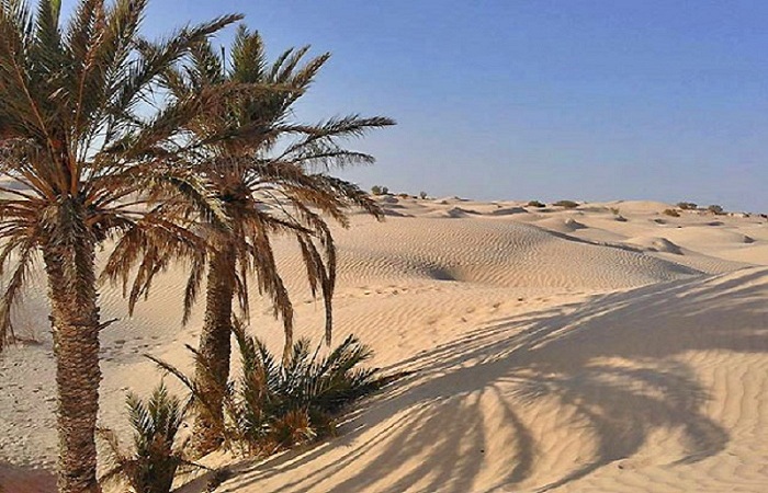 Le désert tunisien, un vaste océan de sable qui cache des trésors insoupçonnés, vous appelle à l'aventure. Avec www.navettetunisie.net, notre circuit offre bien plus qu'une simple escapade dans le désert. Découvrez le charme authentique de Gabès, Matmata, Douz, Toujene, Kebelli, Souk Lahad, Chott el Jerid, Tozeur, Chebika, Tamaghza, et plongez dans le décor Star Wars, le tout sublimé par des coucher de soleil à couper le souffle lors de notre Excursion Sud Tunisie. Gabès : Porte d'Entrée du Désert Tunisien Gabès, située au bord de la mer Méditerranée, est la porte d'entrée de cette aventure saharienne. Notre circuit commence ici, où le mélange de cultures et les marchés animés éveillent vos sens. Avec www.navettetunisie.net comme guide, explorez cette ville côtière avant de plonger dans le cœur du désert. Matmata et Matmata : Un Voyage dans le Passé Berbère Matmata, avec ses maisons troglodytes qui se fondent dans le paysage, est une étape incontournable. Les ruelles sinueuses de Douz, la "porte du désert", vous invitent à découvrir les traditions nomades et les festivités locales. Avec www.navettetunisie.net, chaque moment devient une page d'un livre ouvert sur l'héritage berbère. Tozeur et Chebika : Oasis de Beauté et de Sérénité Tozeur, une oasis verdoyante au milieu du désert, est le joyau de notre excursion. Les rives du Chott el Jerid, lac salé aux reflets fascinants, créent un tableau à la fois apaisant et surréaliste. Puis, à Chebika, laissez-vous émerveiller par la cascade qui découle des montagnes, un écrin de fraîcheur au cœur de l'aridité. Décor Star Wars et Coucher de Soleil Inoubliable Le désert tunisien a servi de toile de fond à de nombreux épisodes de la saga Star Wars. Avec www.navettetunisie.net, explorez les décors authentiques de Chebika à Tamaghza, là où l'aventure intergalactique prend vie. Et à la fin de chaque journée, laissez-vous envoûter par des coucher de soleil qui transforment le désert en un spectacle de couleurs à vous couper le souffle. Réservez dès maintenant pour une Expérience Inoubliable ! Rejoignez-nous pour cette aventure inoubliable dans le désert tunisien avec www.navettetunisie.net. Réservez dès maintenant votre place pour une immersion totale dans la beauté saharienne. Venez créer des souvenirs qui dureront toute une vie au cœur du désert tunisien.